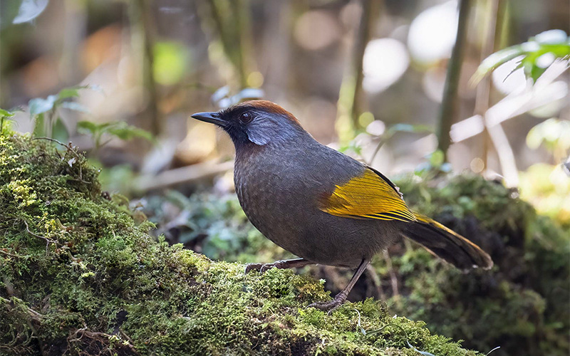 Silver-eared Laughingthrush (Trochalopteron melanostigma) at Phia Oac-Phia Den Bird Hides - Northern Vietnam. Photo by: Bui Duc Tien - Vietnam Bird Photography Tours - Vietbirdphototours.com